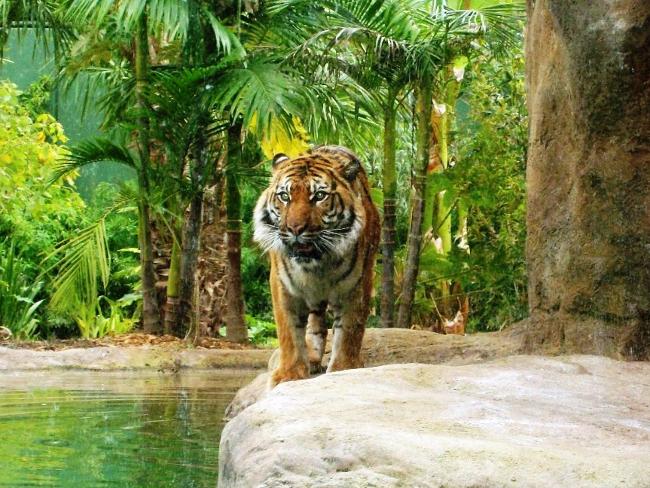 465820-tiger-zoo-gallery